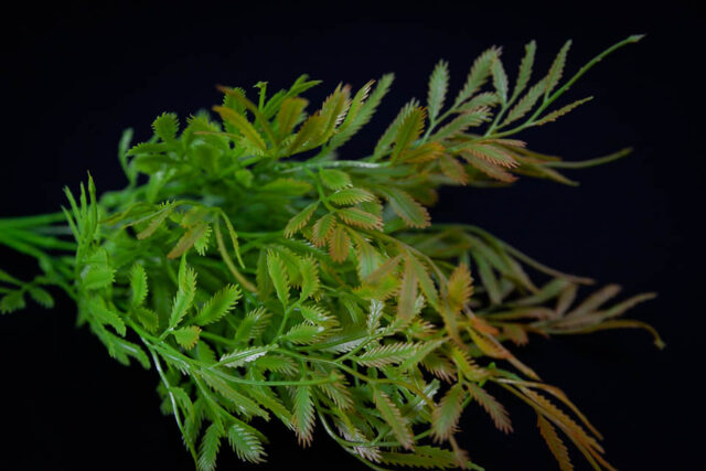 COMPLEMENTO PLÁSTICO