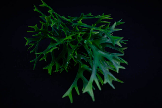 COMPLEMENTO PLÁSTICO