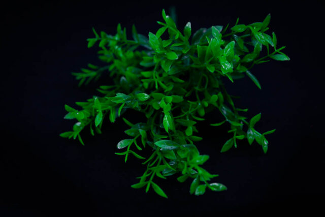 COMPLEMENTO PLÁSTICO