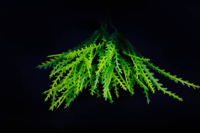 COMPLEMENTO PLÁSTICO