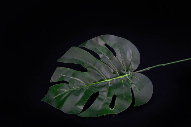 COSTELA DE ADÃO PEQUENA